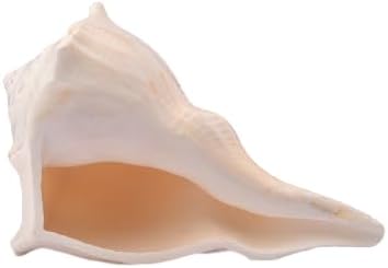 Shankh Original Right-Handed Conch Shell Vastu & Puja Item Brings Wealth & Prosperity Natural Shankh for Temple & Home - 18 to 20 CM