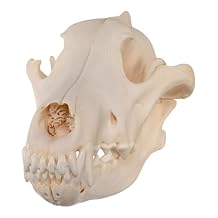 Skulls Unlimited Real Gray Wolf Skull A Quality