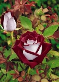 Generic 100pcs Rose Flower Seeds red White