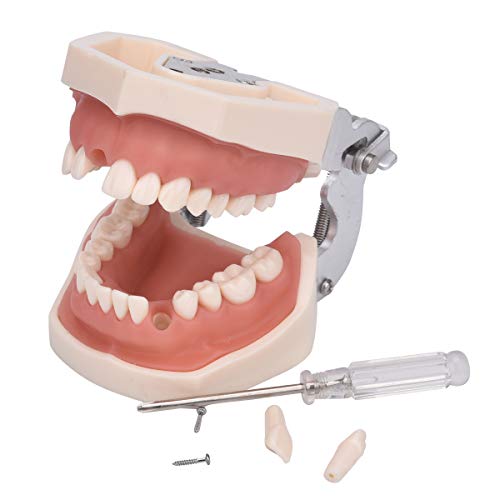Dental Typodont Teeth Model,Completely Detachable Teeth Model Suitable for Teaching,Practice and Study,Come with a Small Screwdriver