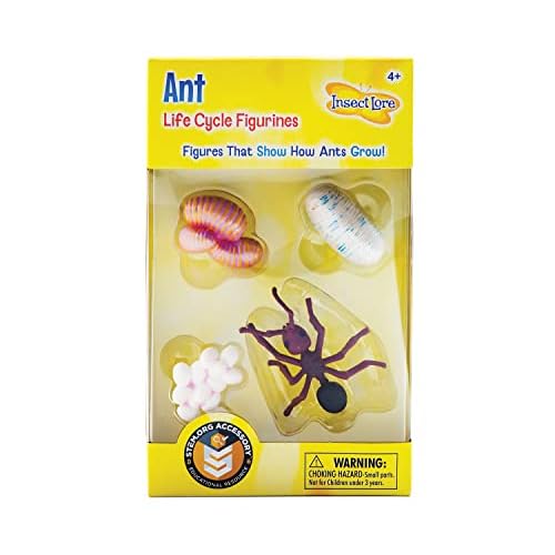 Ant Life Cycle Toy - 4 Piece Set Shows Life Cycle Of An Ant