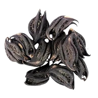 My God Gift Bichhu Phal BICHHU PHAL-BICCHU FAL-BICCHO PHAL-KAKNASA-MARTYNIA ANNUA (400 GM)