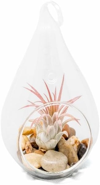 Glass Teardrop Plant Terrarium with - 1 Air Plant and Stones in Propagation Jar - Home and Garden Decor Plant Pot - Easy Care Indoor and Outdoor Plant Vase (1 Teardrop - Beige Stones)