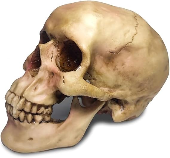 Shrunken Life Size Skeleton Skull Model Human Skull Replica Model Skull Head Decoration Prop,Resin Skull, Human Head Model for Home Decoration, Halloween Statue or Bookshelf and Desktop