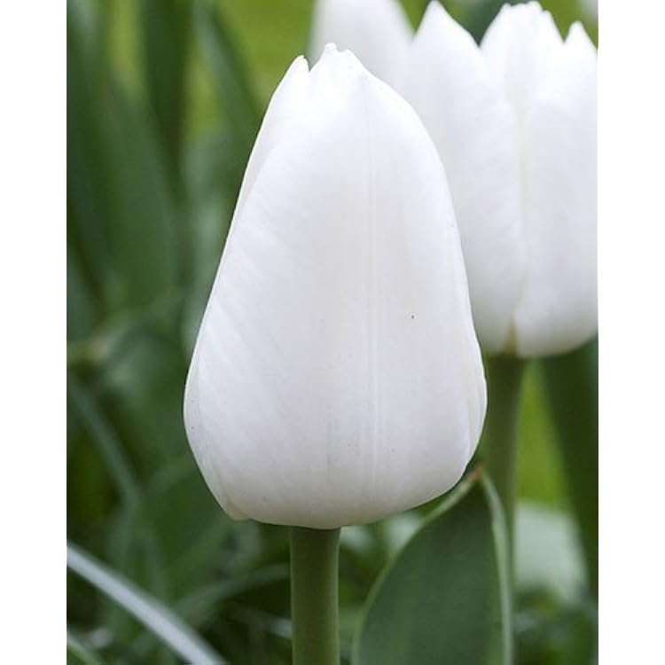 25 Tulip Bulbs,Bulbs Flowering,Royal Virgin 12cm Now Shipping !