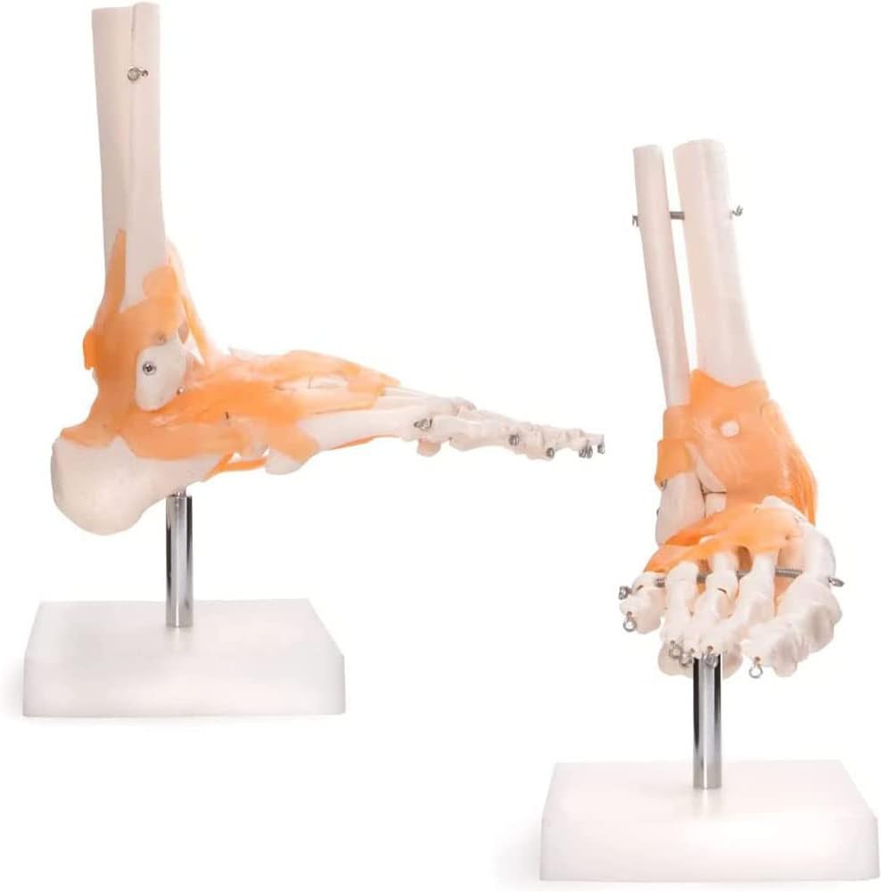 Medical Models - Human Foot Joint Model Medical Anatomical Human Skeleton Foot Model Anatomy Display Medical Teaching