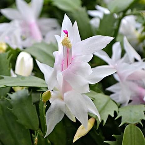 White Christmas Cactus Plant in 6 Pot |Zygocactus | Holiday Seasons