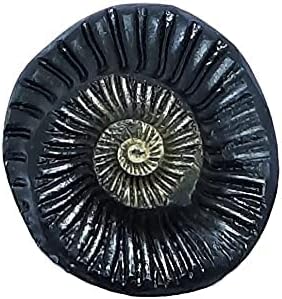 Sudarshan Shaligram | Nepal Gandaki River Chakra Saligram (2.5 Cm) Orignal Sudarshan Chakra Shaligram