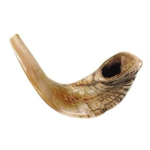 Holy Land Gifts 4874 Shofar Rams Horn B 15 In. 17 In.