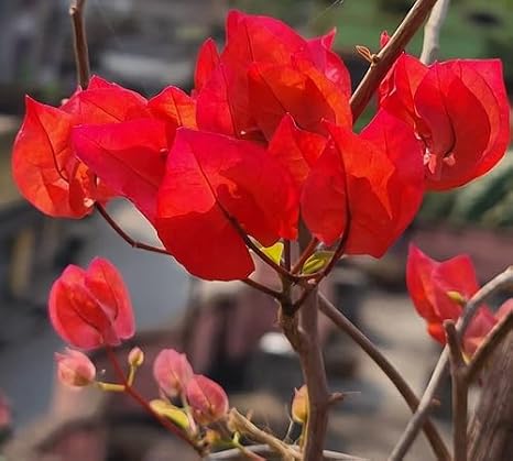 100pcs Red Bougainvillea Flower Seeds