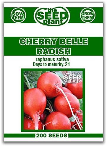 Cherry Belle Radish Seeds - 200 Seeds Non-GMO