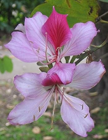 Bauhinia variegata | Kachnar | Mountain Ebony | 10_Seeds