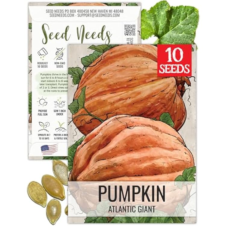 Seed Needs Pumpkin Seeds for Planting Atlantic Giant Pumpkins - Non-GMO Heirloom & Untreated Cucurbita Vegetable Seed to Plant an Outdoor Autumn Home Grown Veggie Garden 1 Pack