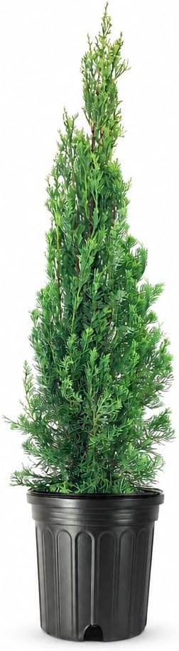 Italian Cypress Tree | 1 Extra Large Trade 3 Gallon Tree | Cupressus Sempervirens | Formal Elegant Mediterranean Style Plants