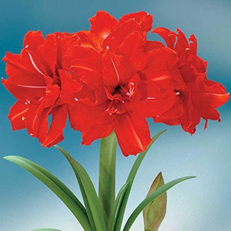 Red Peacock Amaryllis Bulb, Great for Winter Forcing! Unique Gift for the Gardening Lover in Your Life!