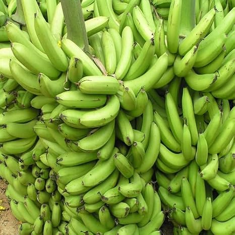 Banana Fruit Seeds Green 60pcs