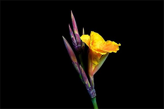 Exotic, Excellent Display, Canna Lily Easy to Plant, Canna Lily Hardy Perennial Canna Plants UK, Canna Lily Bulbs Mix Flowering, Canna Lily Tubers, Canna Lily Grow Fast. -1bulbs-F
