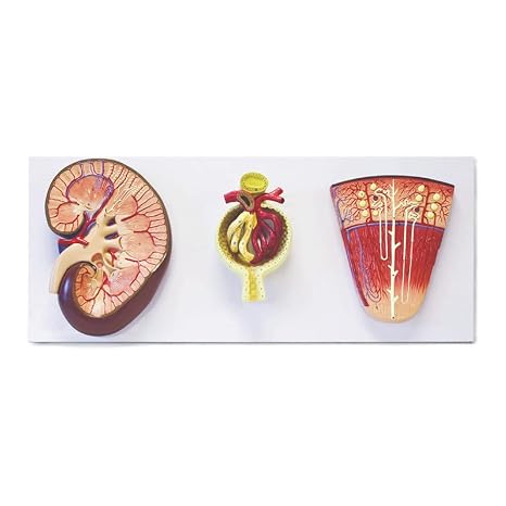B10428 Kidney, Nephron and Glomerulus Model