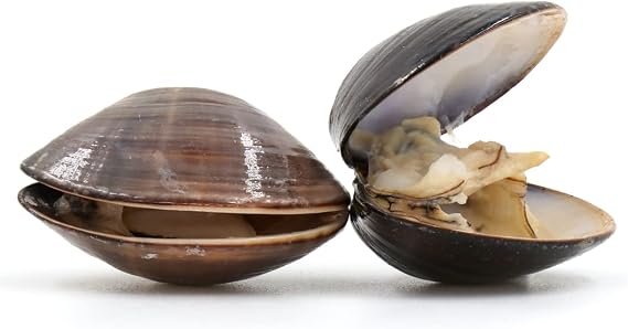 American Hardshell | Cherrystone Clams 2kg