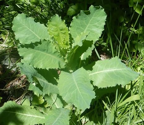 50pcs Wild Lettuce Seeds (Lactuca virosa) Heirloom - Non GMO - Open Pollinated