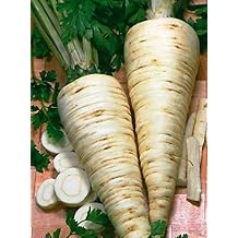 Seeds Herb Sugar Root Parsley Gray-White - 2000 Seeds
