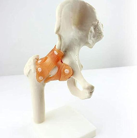 1:1 Life Size Hip Joint Model Femoral Joint Functional Human Skeleton Anatomy,Full Anatomical Model, For Anatomy, Art