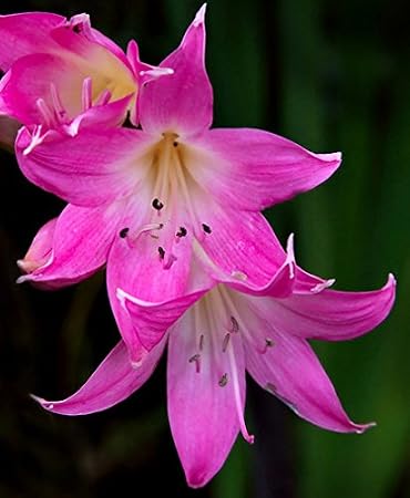 Pink Belladonna Lily, Naked Lady Amaryllis Bulb Root,Rhizome, Plant,Start, For Spectacular Flowers Year After Year