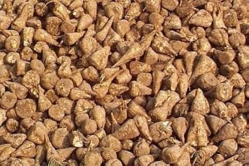 SeedRanch Sugar Beet Seed - 5 Lbs.