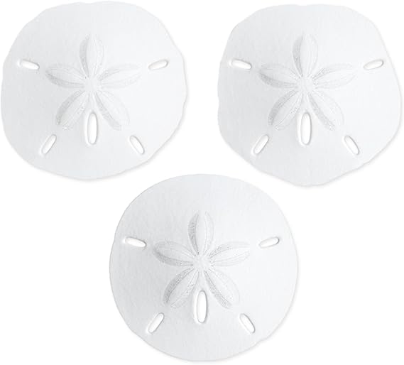 Real Sand Dollars 2.5" to 3" (3 Pack) Sand Dollar Wall Art & Ornament Set Beach Wedding Decor Nautical Party Table Decor Mini Shells for Crafts Coastal Gifts