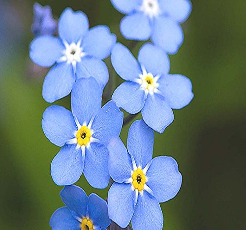 Big Pack - 50,000 French Forget Me Not, Myosotis sylvatica Flower Seeds - Perennial Zone 3-9 - Flower Seeds By MySeeds.Co Big Pack - Forget Me Not
