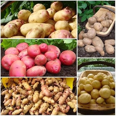100Pcs Mixed Potato Vegetable Seeds