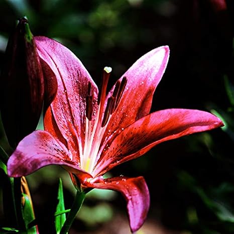 (3) Gorgeous Pink Asiatic Lily Bulbs Flowering Perennial Year After Year