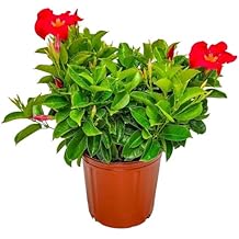 Dipladenia Bush - Flowering Plant - Coral Flowers - Overall Height 22" to 26" - Tropical Plants of Florida (Plant + Outdoor Soil)