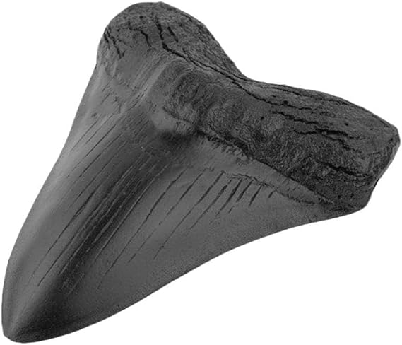 Genuine Natural Fossilized Megalodon Shark Tooth - Prehistoric Real
