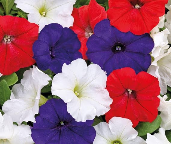 Seeds Petunia Fantasy Hybrid Mix Annual Flowers