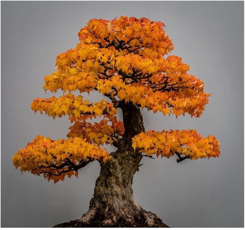 Dashing Look Liquidambar Bonsai Ağacı Tohumu 5 Adet Bonsai Ağacı Tohumu TH-8777963100012