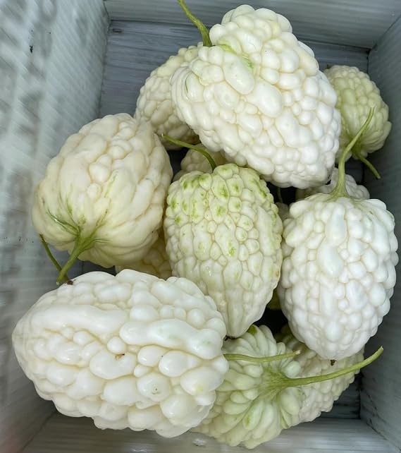 10 Seeds Rare Find! White Apple BITTERMELON F1 Seeds; ; Taiwan Novelty White Bitter Melon Gourd;