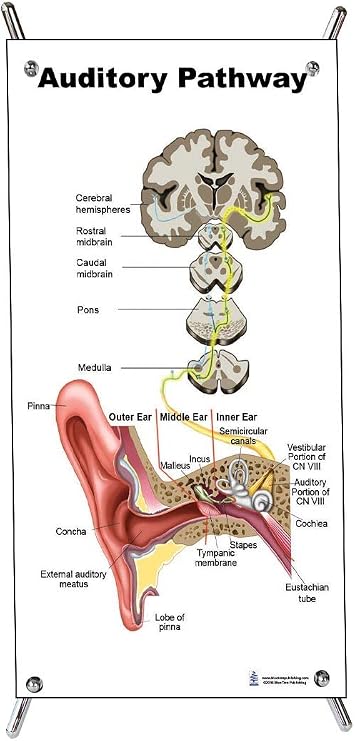 Blue Tree Publishing Auditory Pathway Mini Poster with X Stand, Hearing, Audiology