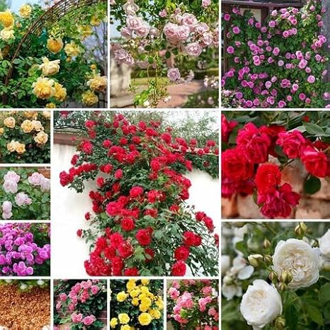 100pcs Mixed Climbing Rose Flower Seeds
