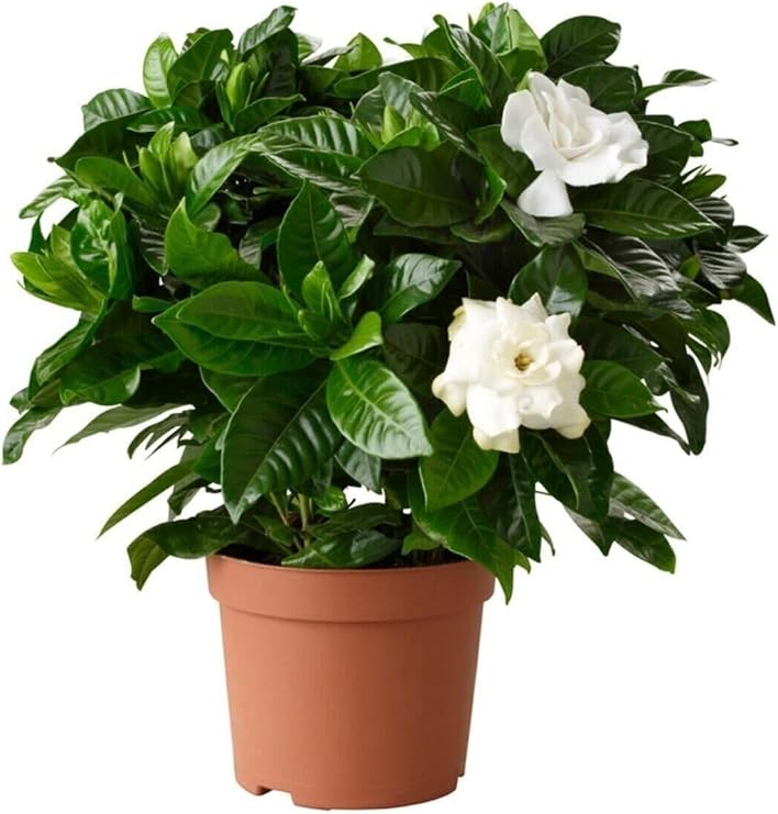 Videolu Efsane Kokulu Hediyelik 1 Adet Gardenya Çiçeği Saksılı 30-45Cm (Gardenia Flower)