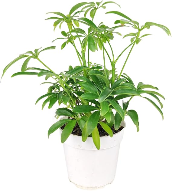 Schefflera Arboricola (4" Grower Pot) - Dwarf Umbrella Tree - Tropical Houseplant - Low Light and Healthy Houseplant - Easy to Care Indoor Houseplant for Beginners - Air-Purifying Indoor Plant