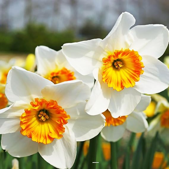 5 Jersey Lace Narcissus Bulbs - Top Size Daffodil Bulbs