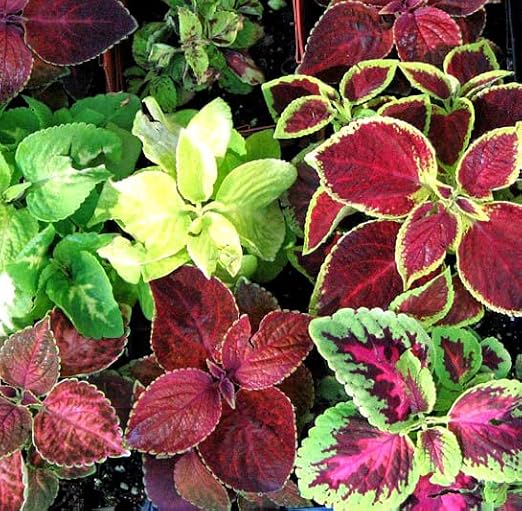 300 Coleus Rainbow Mix Seeds – Coleus hybridus – Green, Yellow, Red & Maroon Foliage – Exotic Bedding & Indoor Plant – Free Plant Tag