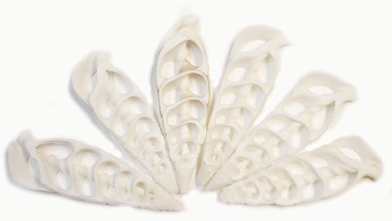 Set of 100 Center Cut White Cerithium Shells Shells Seashells 1 1/2" - 2" Shellcraft Beach Crafts Nautical Decor Center Slices