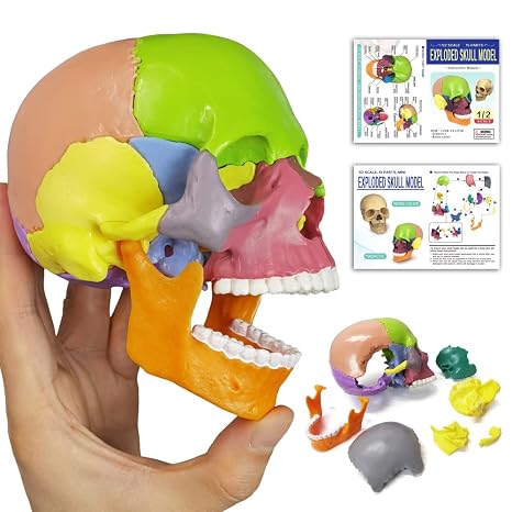 15-Part Puzzle Anatomy Skull Model,Colorful Exploded Brain Model Detachable | Medical Brain Model, Human Anatomy Exploded Skull, Detachable, Medical Dental Clinic Teaching Equipment, With Detailed Manual