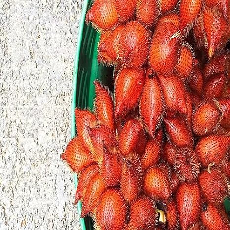 10pcs Dark Orange Salak Fruit Seeds