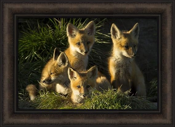 Red Fox Kits by Jason Savage 16x22 Four Fox Family Kit Wildlife Framed Art Print Picture