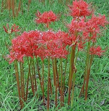 Bareroot Red Surprise Lily/Resurrection Lily/Naked Lady/August Lily/Lycoris Raidanti/Red Spider Lily (2)