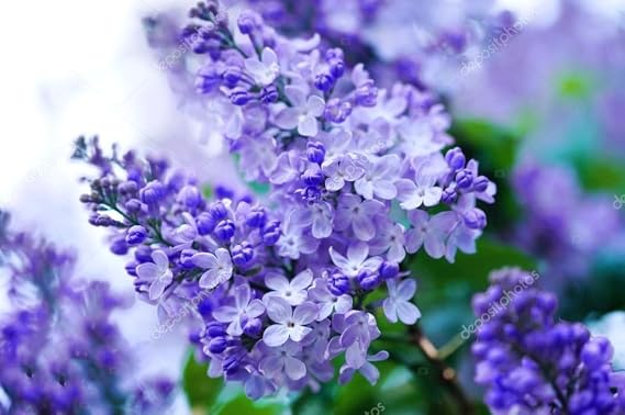 50 Purple Lilac Seeds Extremely Fragrant Japanese Tree Lilac | Light Purple, Syringa Vulgaris
