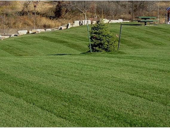 SeedRanch Midnight Kentucky Bluegrass Seed (Certified) - 5 Lbs.